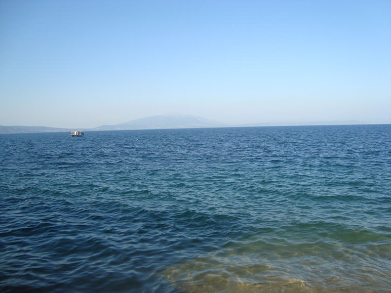 PARALIA